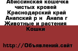 Абиссинская кошечка чистых кровей - Краснодарский край, Анапский р-н, Анапа г. Животные и растения » Кошки   